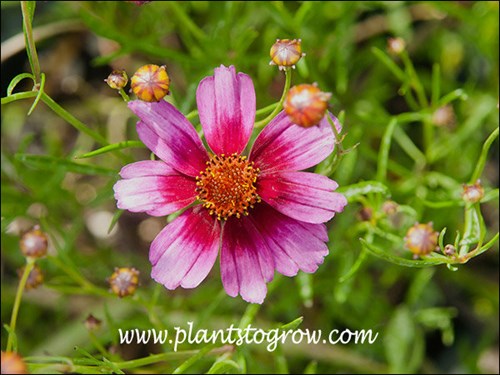 Coreopsis Heavens Gate (Coreopsis rosea)